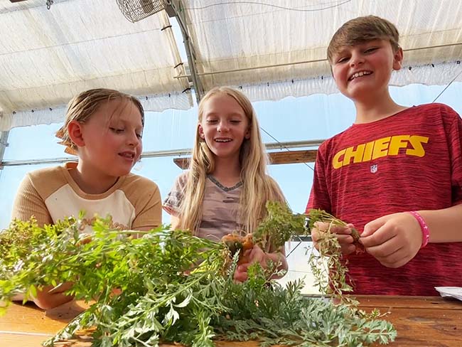 Kids harvesting vegetables.