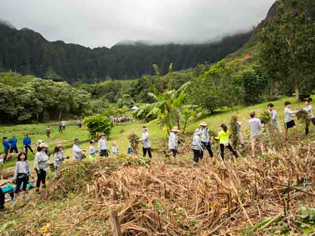 Papahana Kuaola volunteers passing vegetation down a line.