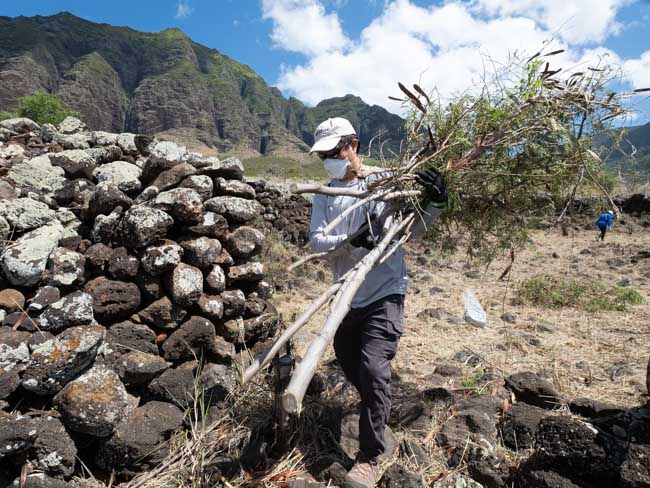 Volunteer clears out brush from heiau.