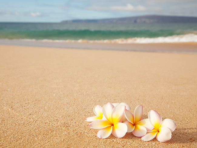 Plumeria on a Hawaiian beach