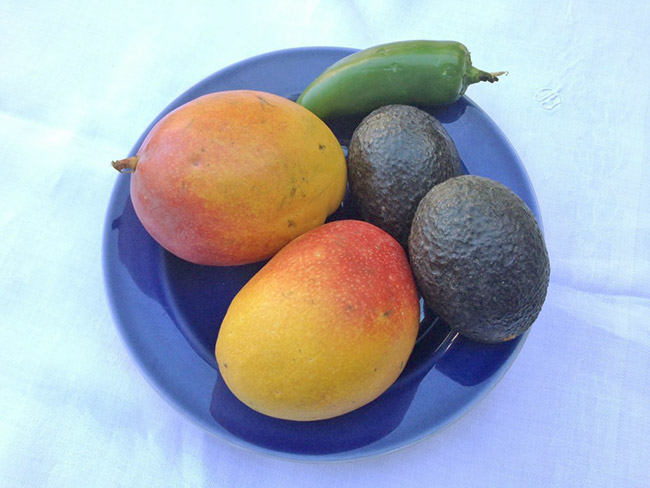 Mangos, avocados and a jalapeño on a blue plate.