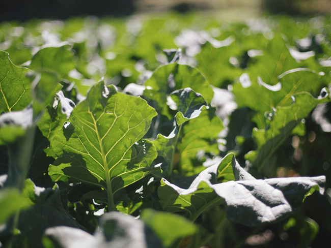 A field of collard greens on a bright, sunny day.